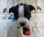 Small Photo #10 Boston Terrier Puppy For Sale in MONTVILLE, OH, USA