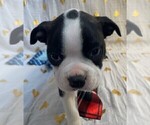 Small #9 Boston Terrier