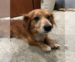 Small #1 Cocker Spaniel-Dachshund Mix