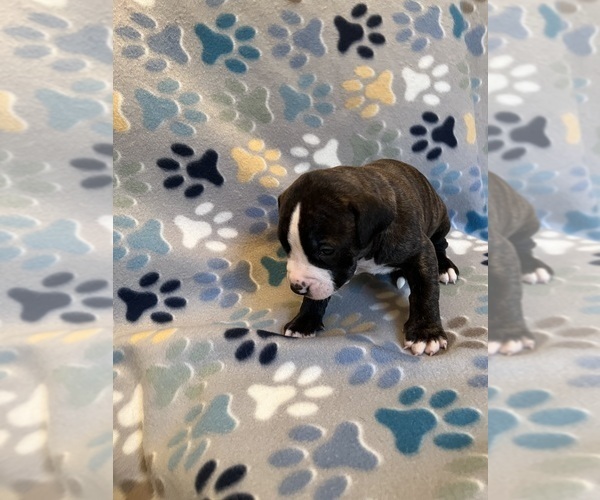 Medium Photo #14 American Bully-American Staffordshire Terrier Mix Puppy For Sale in BROCKTON, MA, USA