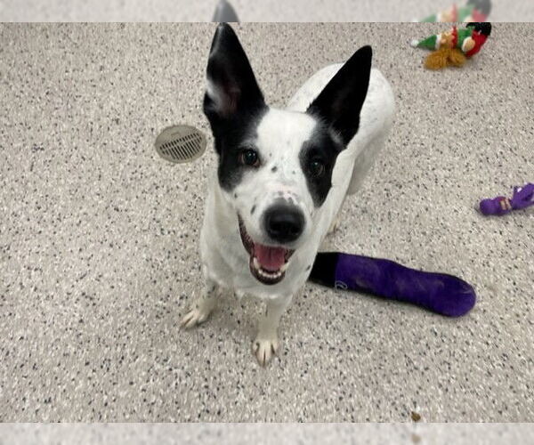 Medium Photo #1 Mutt Puppy For Sale in Brighton, CO, USA