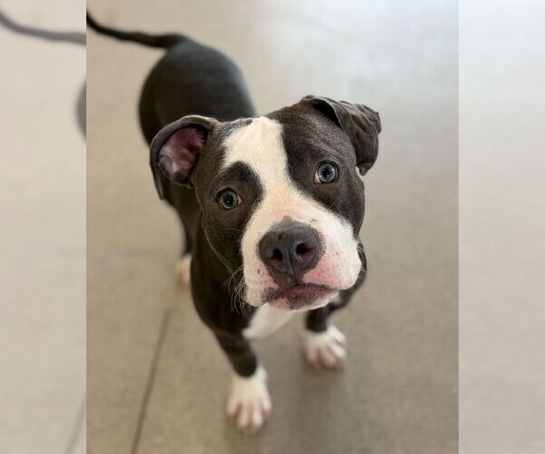 Medium Photo #4 Mutt Puppy For Sale in Jefferson, WI, USA