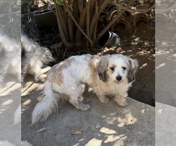 Medium Photo #3 Lhasa-Poo Puppy For Sale in Dana Point, CA, USA