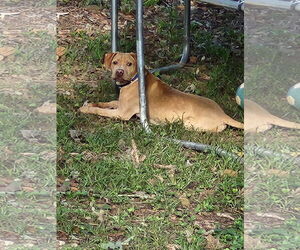 Chinese Shar-Pei-Unknown Mix Dogs for adoption in Atlanta, GA, USA