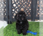 Small #4 Yorkipoo