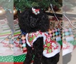 Small Photo #1 Poodle (Miniature) Puppy For Sale in LANCASTER, KY, USA