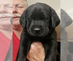 Labrador Retriever Litter for sale in HIGH POINT, NC, USA