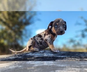 Catahoula Leopard Dog Puppy for sale in CUMBY, TX, USA