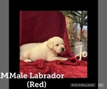 Puppy 5 Labrador Retriever