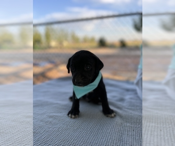 Medium Photo #1 Border Collie-Golden Retriever Mix Puppy For Sale in COLORADO SPRINGS, CO, USA