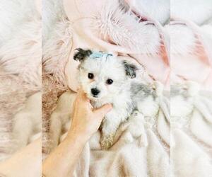 Havanese Puppy for sale in PEMBROKE PINES, FL, USA