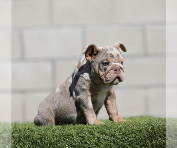 Medium Photo #3 English Bulldog Puppy For Sale in WEST HOLLYWOOD, CA, USA