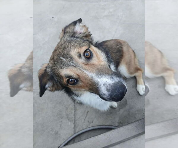 Medium Photo #3 Pembroke Welsh Corgi-Unknown Mix Puppy For Sale in Dallas, TX, USA