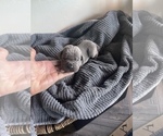 Small Photo #2 Cane Corso Puppy For Sale in OKLAHOMA CITY, OK, USA