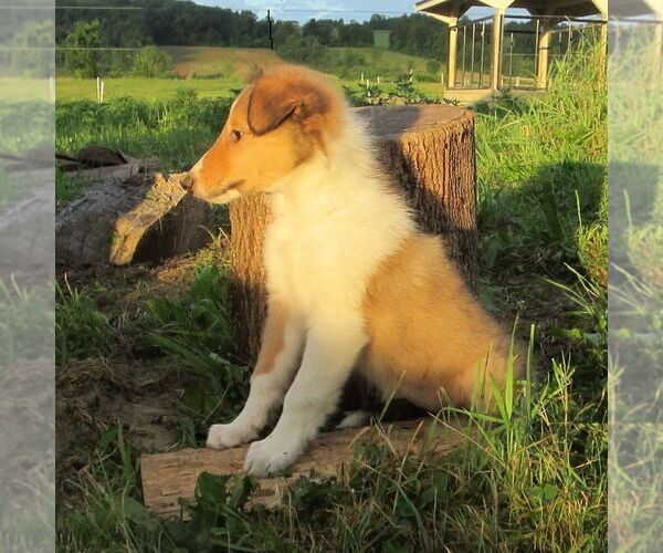 Medium Photo #2 Collie Puppy For Sale in FORT PLAIN, NY, USA