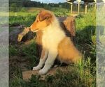 Small #1 Collie