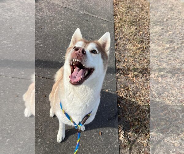 Medium Photo #5 Siberian Husky-Unknown Mix Puppy For Sale in Rowlett, TX, USA