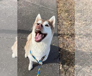 Sasha - Female Siberian Husky-Unknown Mix Dog for Adoption - Photo #5
