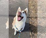 Small Photo #5 Siberian Husky-Unknown Mix Puppy For Sale in Rowlett, TX, USA