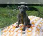 Small #3 German Shepherd Dog