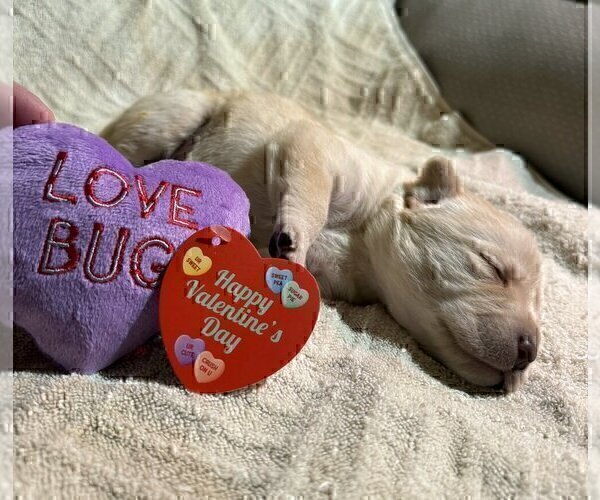 Medium Photo #100 Labrador Retriever Puppy For Sale in HIGH POINT, NC, USA