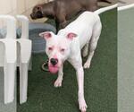Small #2 Bullypit