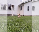 Small Photo #39 Pembroke Welsh Corgi Puppy For Sale in MILFORD, IN, USA