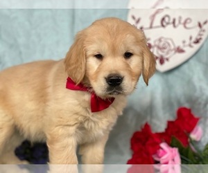 Golden Retriever Puppy for sale in LANCASTER, PA, USA