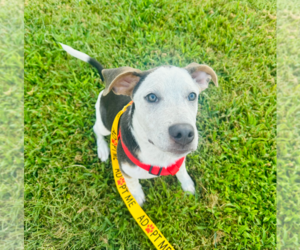 Mutt Dogs for adoption in Holly Springs, NC, USA