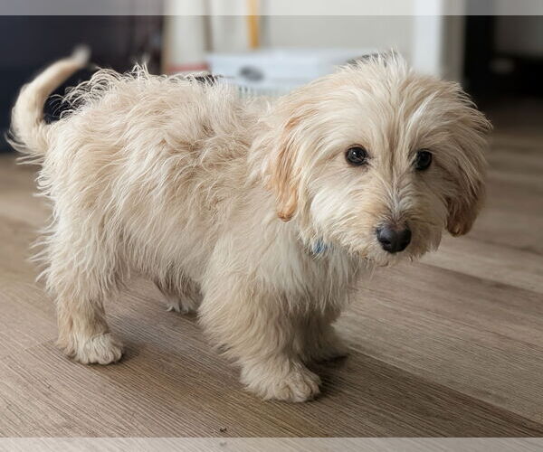 Medium Photo #4 Poodle (Miniature)-Unknown Mix Puppy For Sale in Plainfield, IL, USA