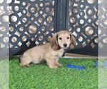 Small #1 Dachshund