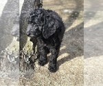 Small Photo #4 Goldendoodle Puppy For Sale in BELLEVUE, NE, USA