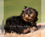 Small #3 Yorkipoo
