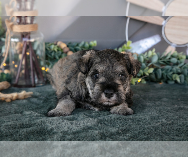 Medium Photo #3 Schnauzer (Miniature) Puppy For Sale in BALTIC, OH, USA