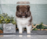 Small Photo #7 Pomeranian Puppy For Sale in CLARE, MI, USA