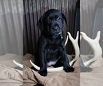 Small Photo #6 Labrador Retriever Puppy For Sale in STROUD, OK, USA