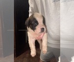 Puppy Zenith Saint Bernard