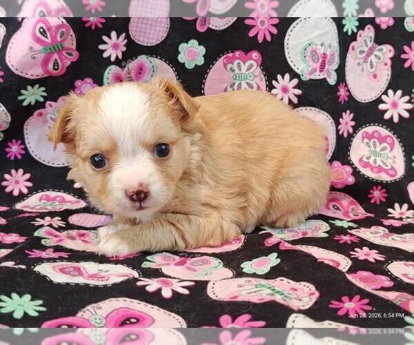 Medium Photo #3 Chihuahua Puppy For Sale in BOSTON, MA, USA