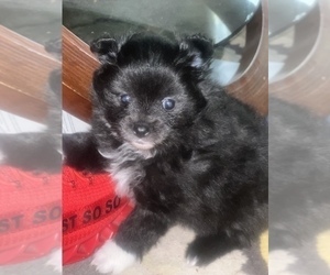 Pomeranian Puppy for sale in PETERSBURG, VA, USA