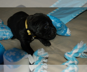 Cane Corso Puppy for sale in LAKEVIEW, CA, USA