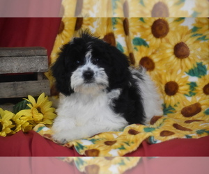 Cavachon Puppy for sale in ELDORADO, OH, USA