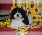 Small Cavachon