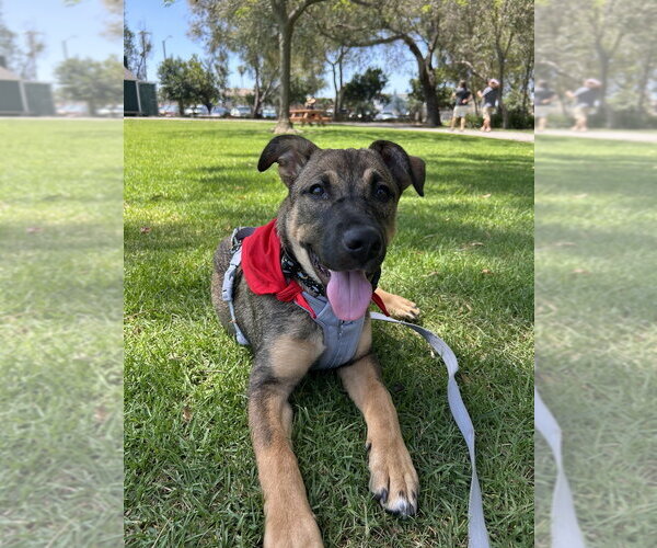 Medium Photo #5 Siberian Husky-Unknown Mix Puppy For Sale in Dana Point, CA, USA