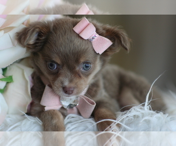 Medium Photo #4 Chihuahua Puppy For Sale in PEMBROKE PINES, FL, USA