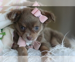 Hand delivery - Female Chihuahua Puppy for Sale - Photo #4