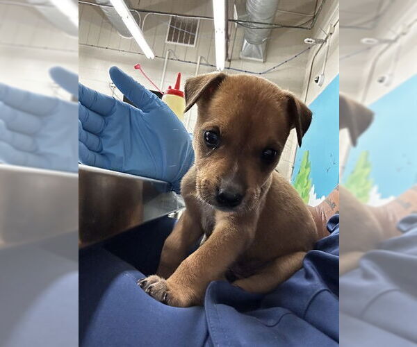 Medium Photo #1 Mutt Puppy For Sale in Waco, TX, USA