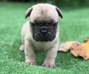 French Bulldog Puppy for sale in HICKORY, NC, USA