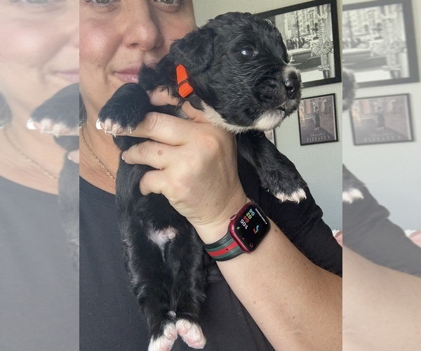Medium Photo #50 Bernedoodle Puppy For Sale in BELMONT, NC, USA