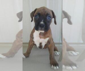 Boxer Puppy for sale in BATTLE CREEK, MI, USA