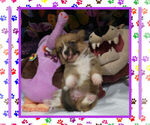 Small Photo #16 Pembroke Welsh Corgi Puppy For Sale in LOGAN, NM, USA